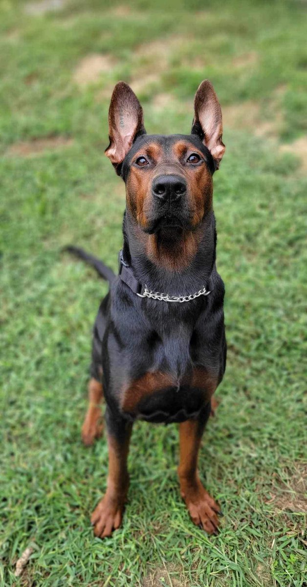 Captivating Canines tweet media