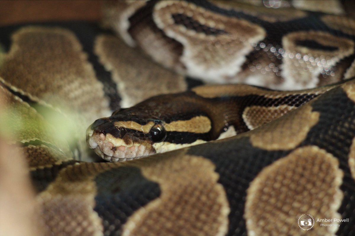 Amber Powell tweet media