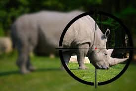 SueSpurgin's tweet image. #SouthAfrica Bitter sweet news😔 Suspected missing helicopter during anti-poaching operation in KNP found, but another #Rhino #poached! sanparks.org/news/suspected…