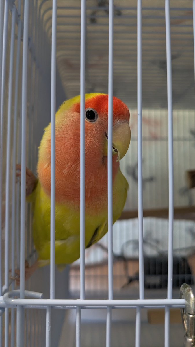 おしゃち🫍(雑多垢) tweet media