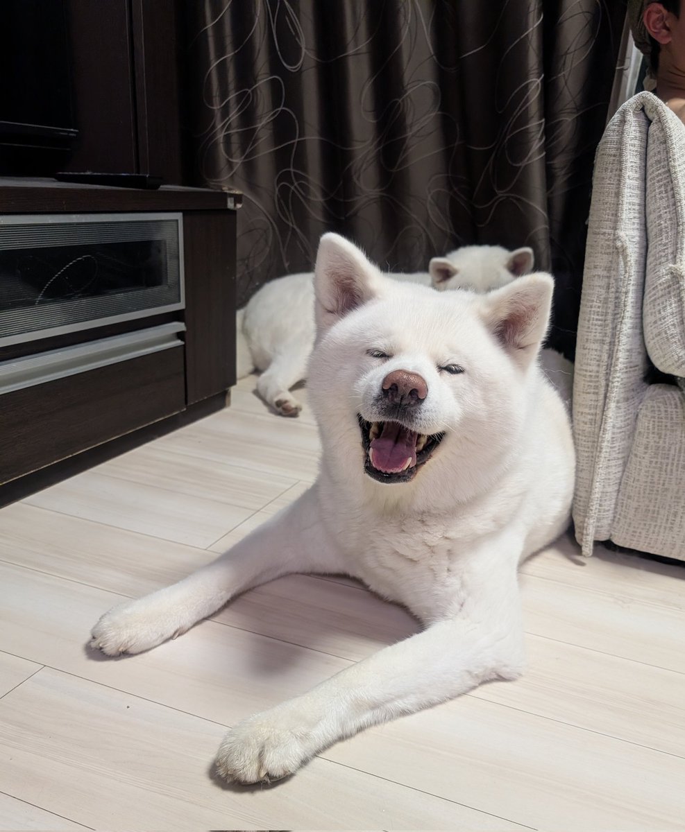 秋田犬こゆきと愉快な仲間達 tweet media