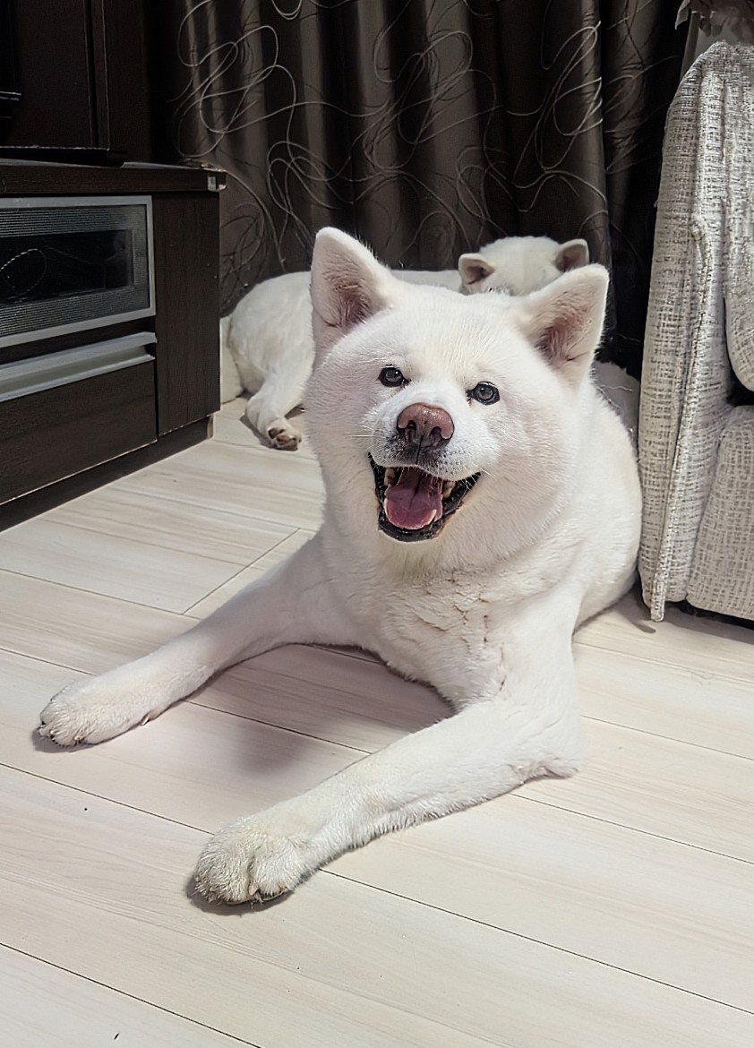 秋田犬こゆきと愉快な仲間達 tweet media