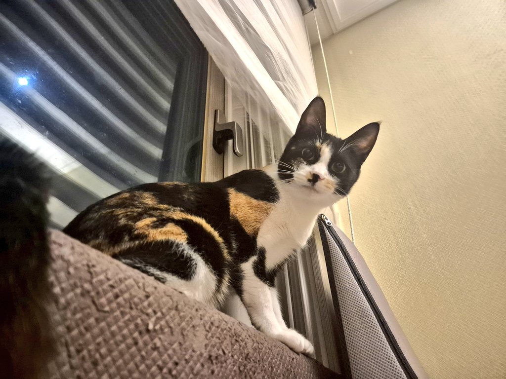 hongredcat's tweet photo. 왠지 모르게 엄근진한 표정의 홍이! 고양이들은 눈동자글 크기에 따라 인상이 달라져서 귀여워요~
#고양이입양 #입양홍보 #임보 #사지말고입양하세요 https://t.co/mX5KN5zbyD