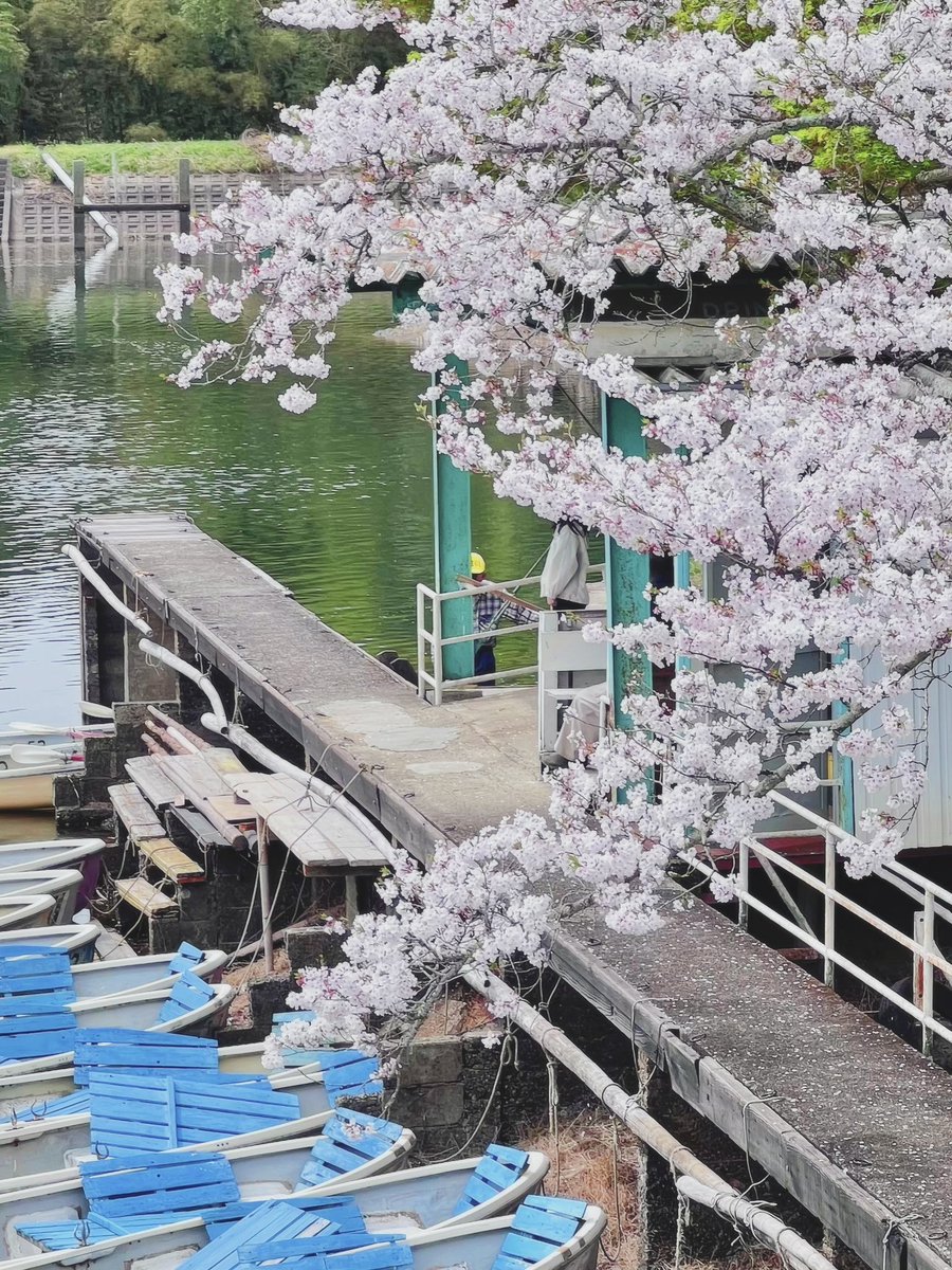 内川樺月 tweet media