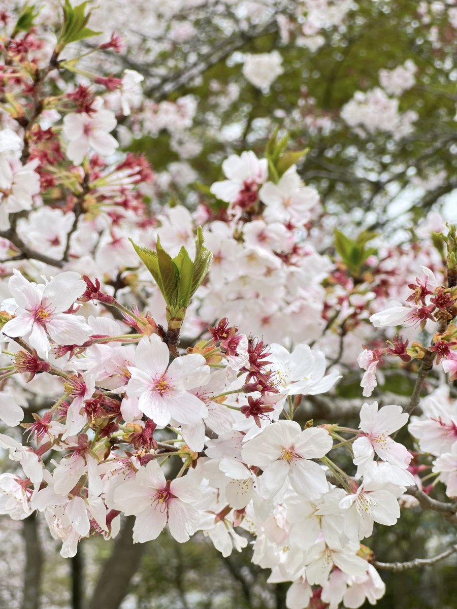 内川樺月 tweet media