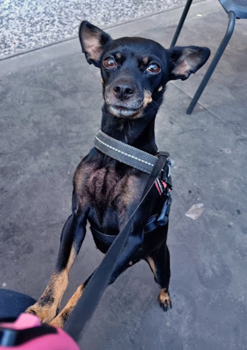 SOS Abuelos tweet media