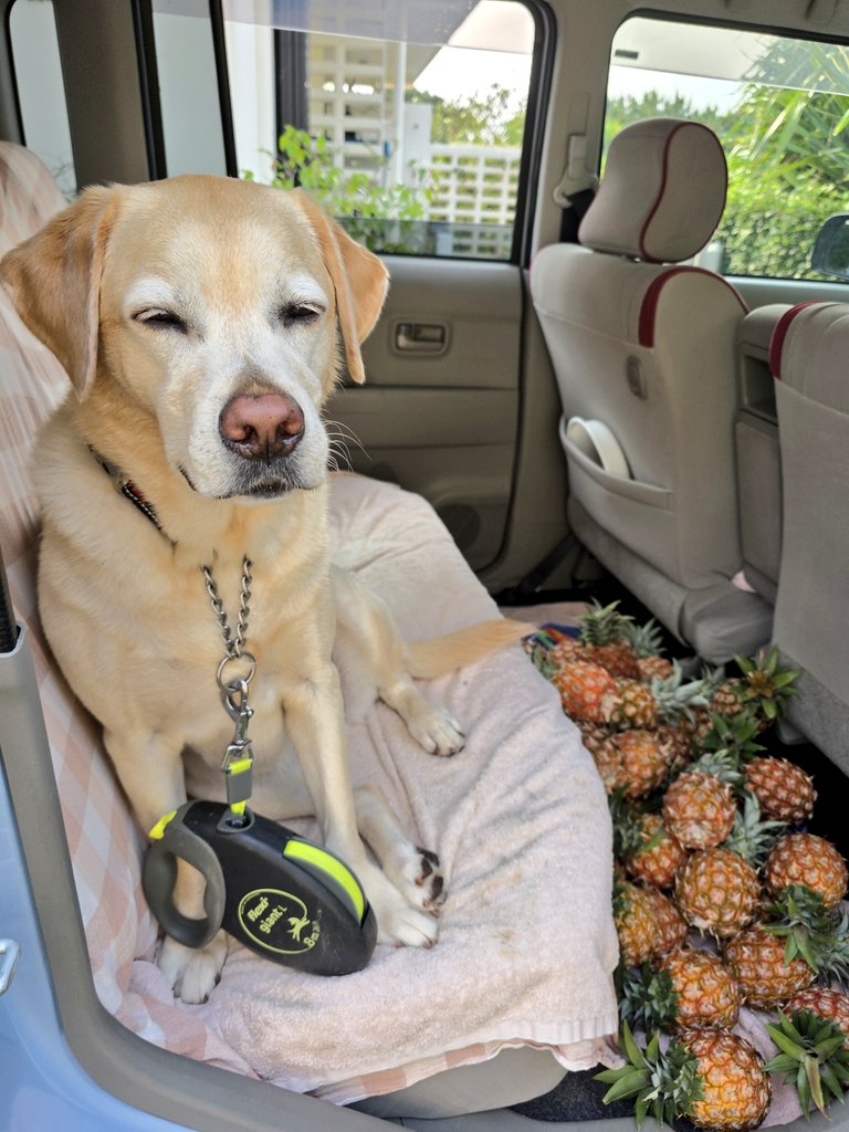 ラブラドールのRunちゃん// tweet media