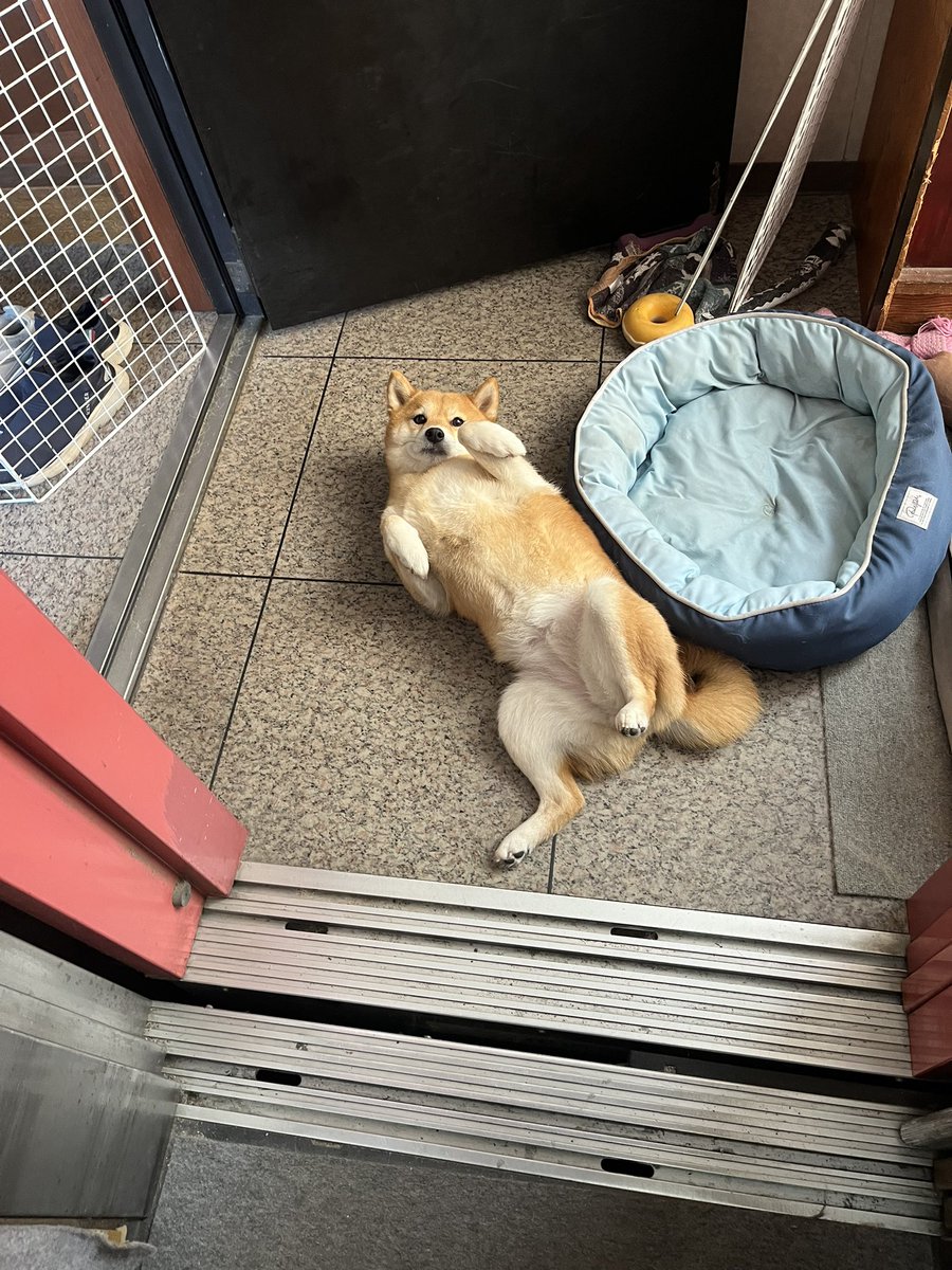 さくら@キツネ顔の豆柴🌸 tweet media