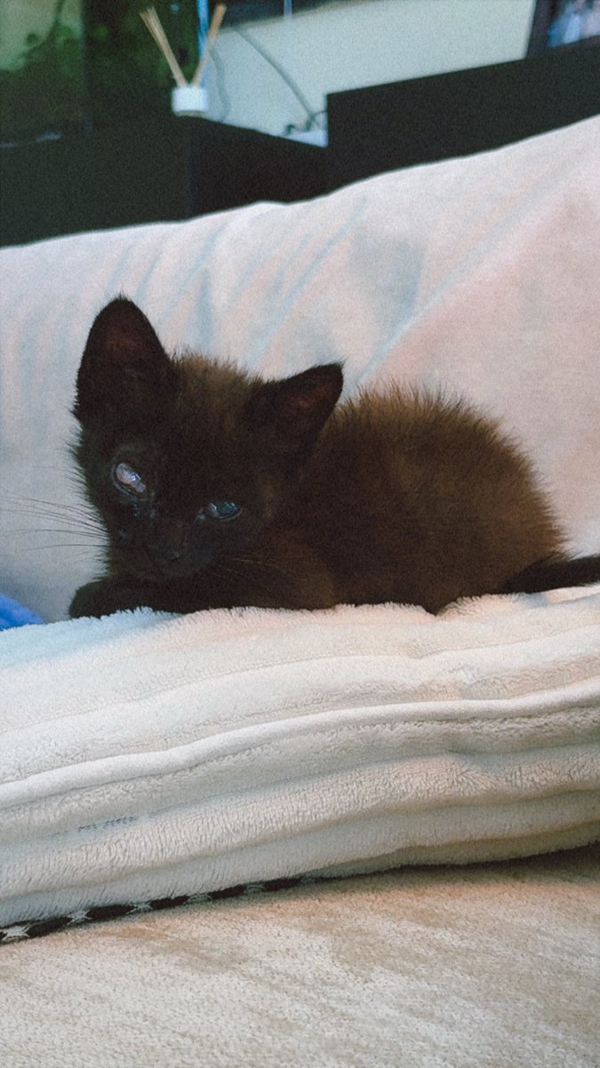 Cristian Sánchez tweet media