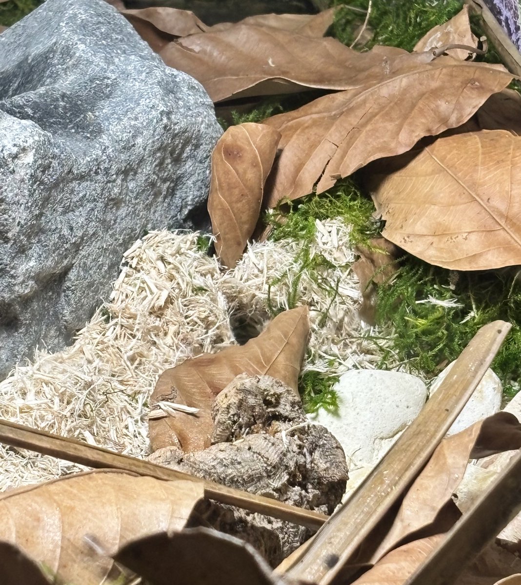 Ever since I added this big ass rock, it is her territory