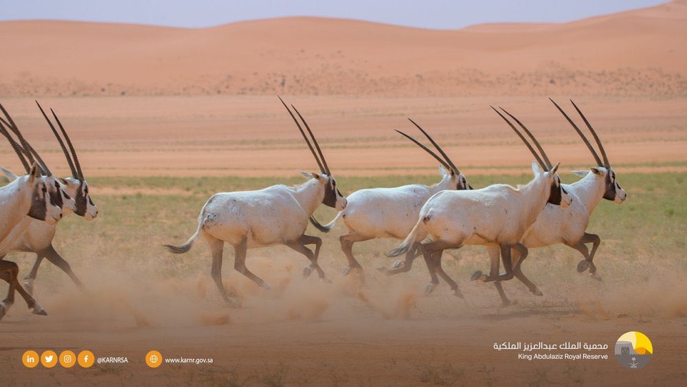 Almotaz Mirah | المعتز الميره tweet media