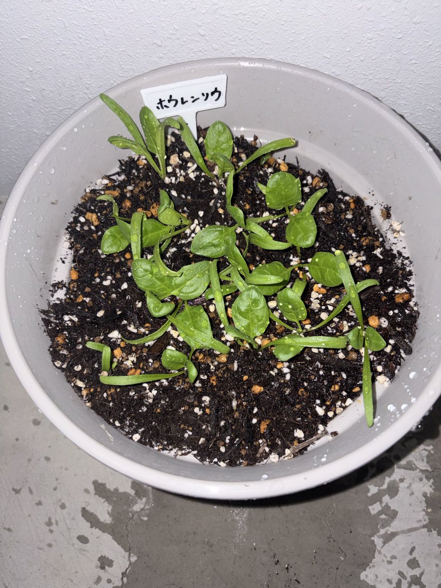 キノビ@インデックス&高配当 tweet media