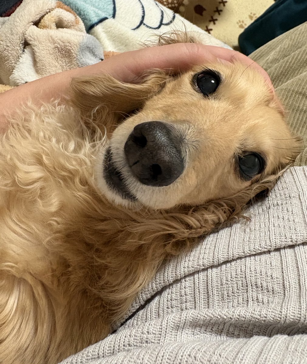 きなこ 【Mダックスフンド】 tweet media