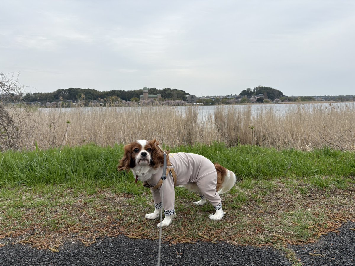 ぐっさん 4/11 諸沢悶絶マラソン🏃 tweet media