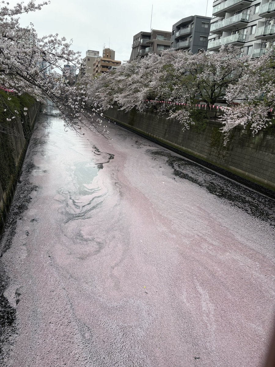higumasu's tweet photo. 今日の目黒川 https://t.co/l5BW2eJeNH