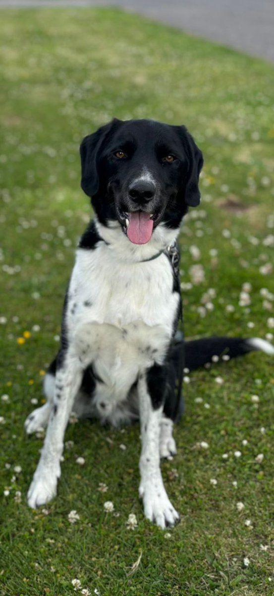 Kauto is a 5 year old male Sprollie (Springer cross Collie). He is available and looking for a new home. 
Kauto has been around kids but due to his energy and size, he would be best suited to a home with older children only. 
He gets on well with family dogs. Dogs he doesn't know