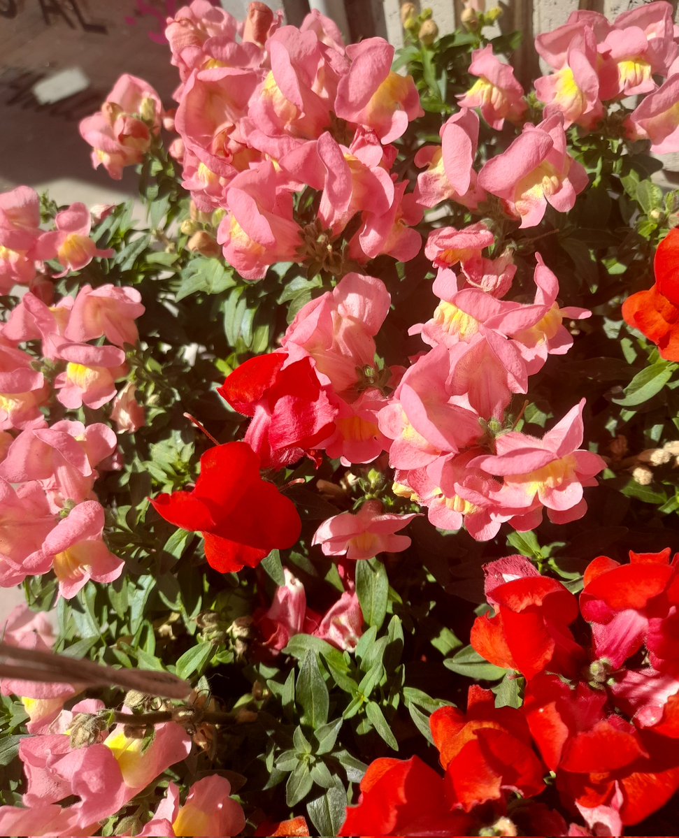 rita marzolo tweet media