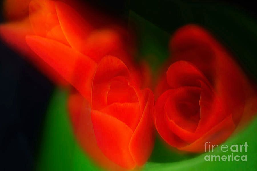 photographervin's tweet image. RED #TULIPS
 alexander-vinogradov.pixels.com/featured/red-t…
#nature #happy #beautiful #art #flowers #love #peace #floral #garden #botanical #AlexanderVinogradovphotography #giftideas #BuyIntoArt #ayearforart #wallart #homedecor #interiordesign #artforsale #artprints #photography #fineartphotography