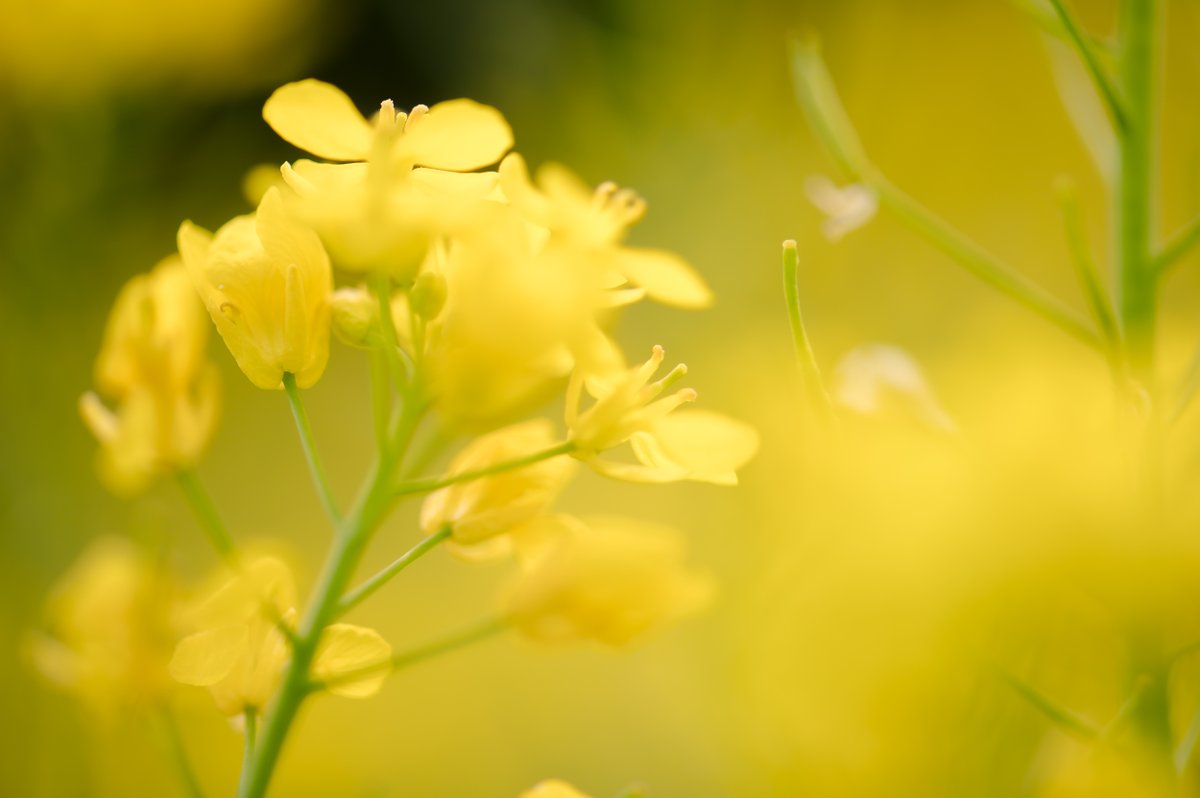 菜の花畑にて  マクロレンズの出番　その2
 #nikon #D780 #photography #写真 #山口市 #菜の花 #canola #macro #マクロ