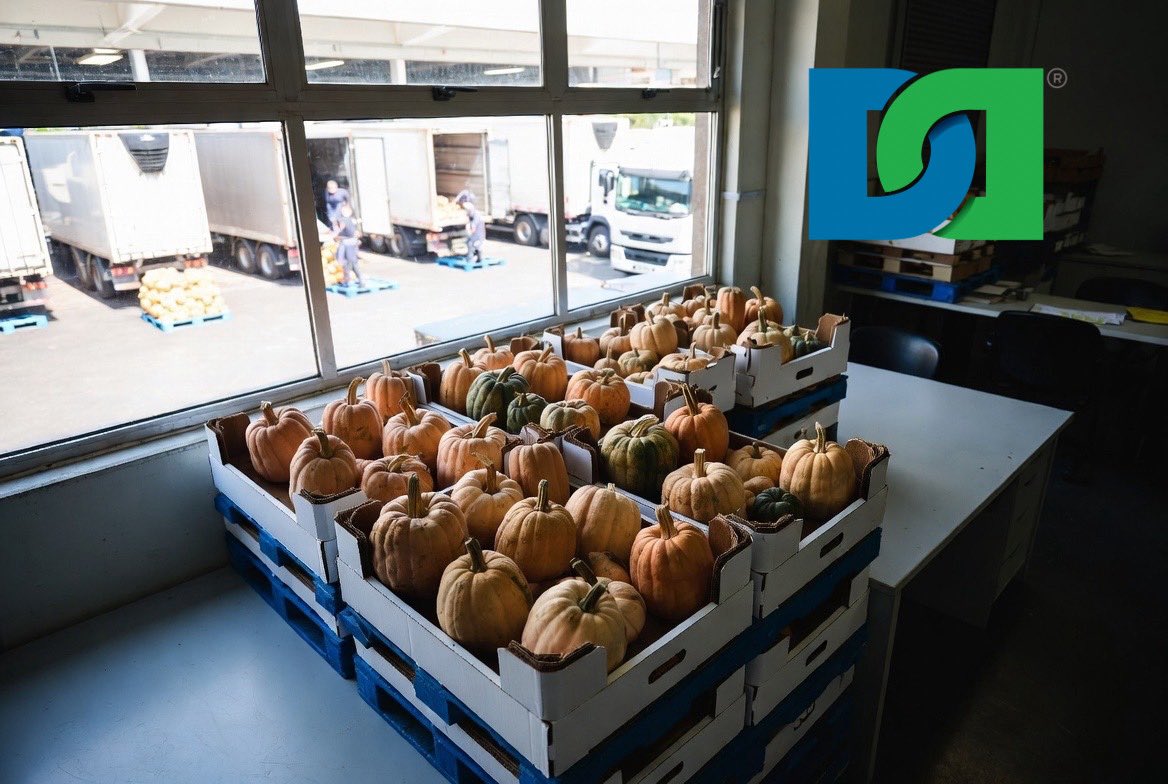Traddle's tweet photo. #Spain 2025/26 butternut squash harvest is in final phase with strong supply &amp; quality until end April. Grown mainly in Murcia, Alicante &amp; Castilla-La Mancha. Acreage expanding as Spain leads global exports.

#ButternutSquash #SpainExports #Pumpkin #FreshProduce #agriculture https://t.co/IaIBWkQq6V