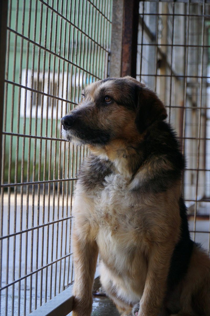 SOS Abuelos tweet media