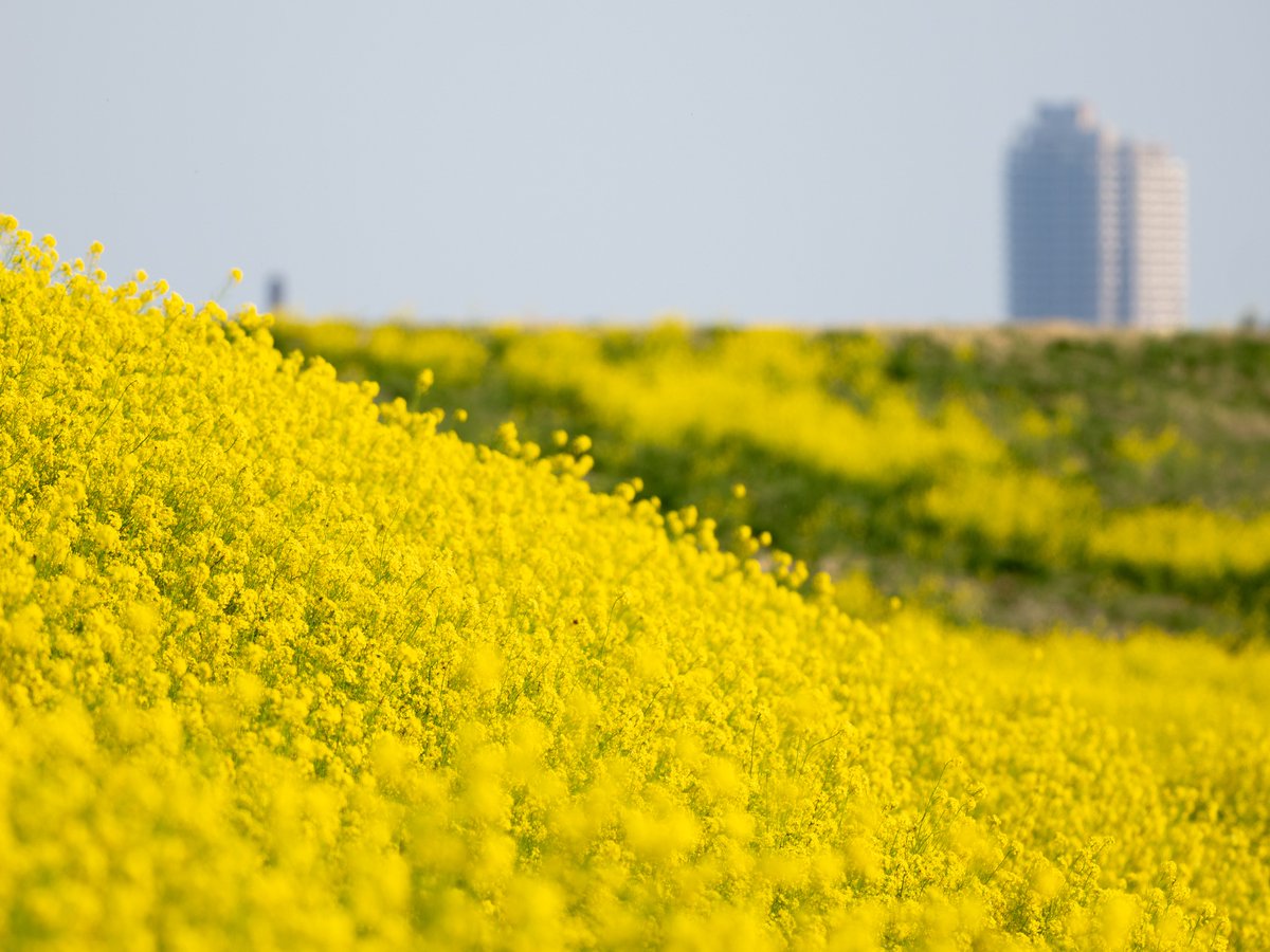 一面の黄色

#OMSYSTEM