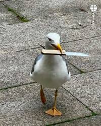 Celtabits tu podcast tweet media