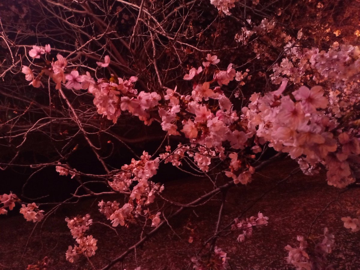 IHO@初芝リック tweet media