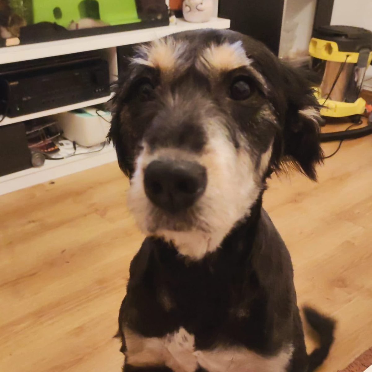 axlamadrid.org tweet media