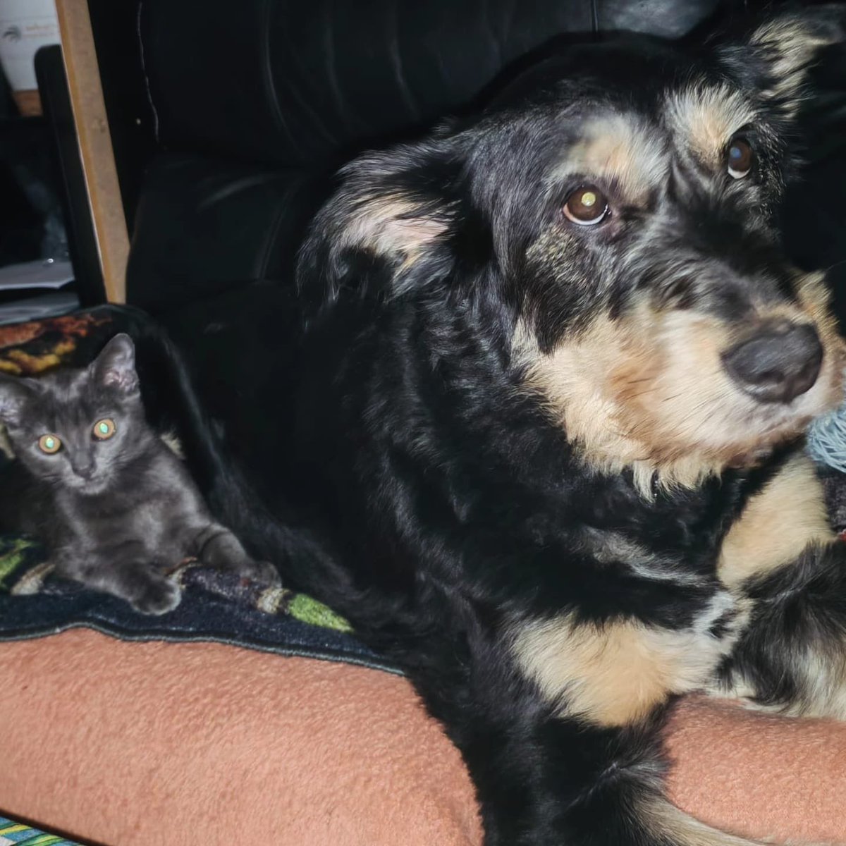 axlamadrid.org tweet media