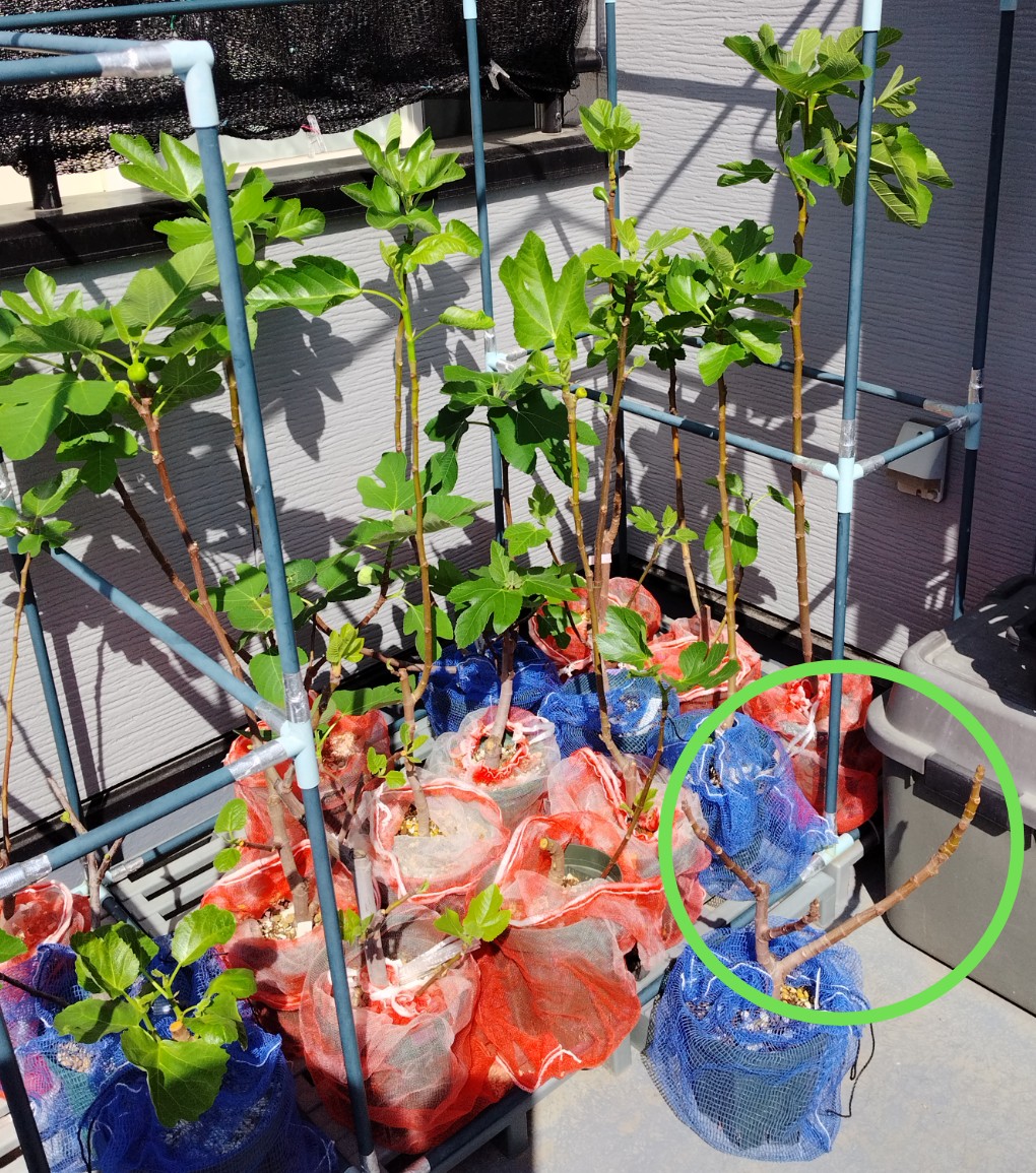 らいと tweet media