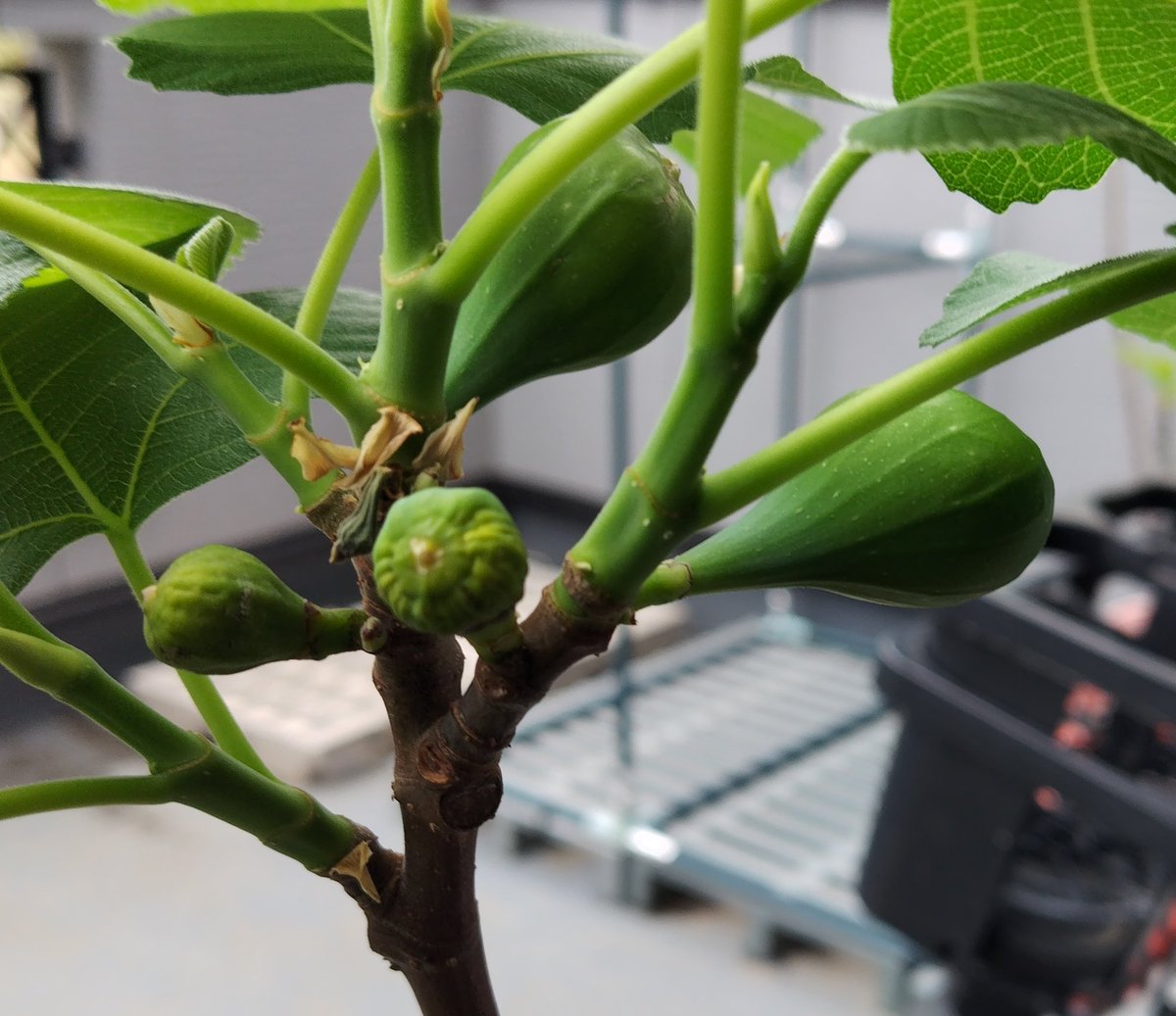 らいと tweet media