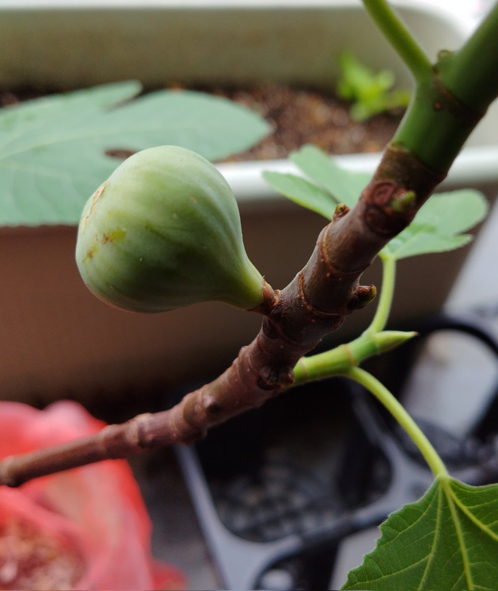 らいと tweet media