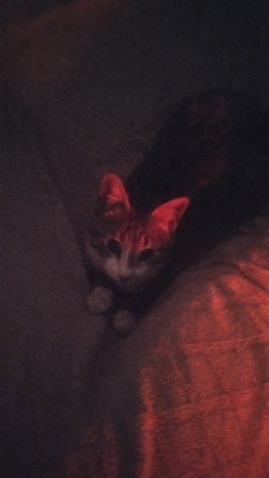 sergoş defolana kadar aboubakar paylaşıyorum tweet media