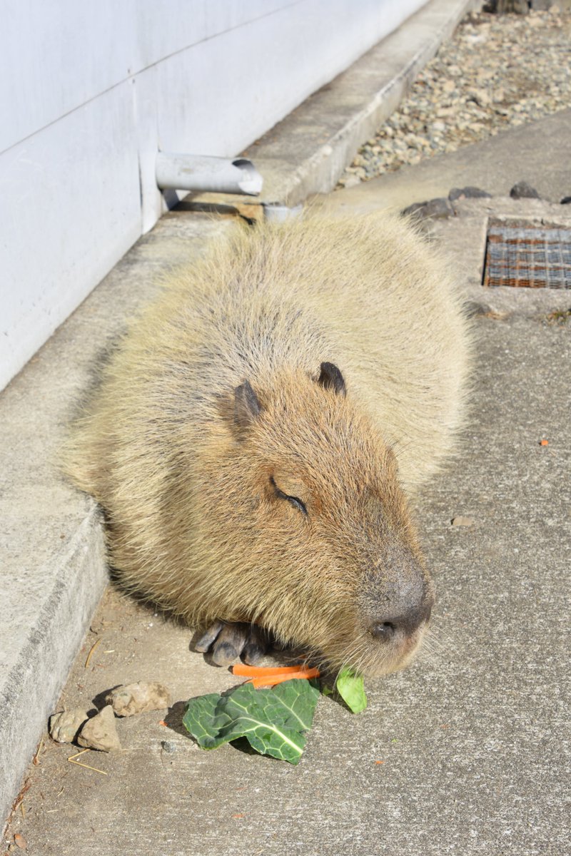 りょうすけ
#カピバラ
#阿蘇ファームランドふれあい動物王国