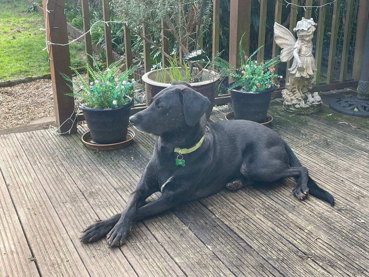 SavingStraysUK's tweet image. #HappyTailsTuesday 
Reading the small print like it’s optional… 👀📄
Three years he waited — and in one quiet moment, our boy Jak made himself permanent.
Some signatures just come with a heartbeat attached. 🐾💛

#failedfoster #home #AdoptDontShopUK  #foreverhomefeeling #rescued