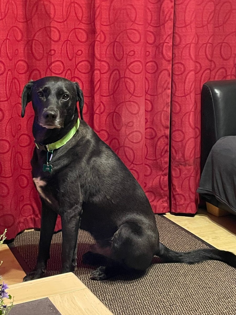 SavingStraysUK's tweet image. #HappyTailsTuesday 
Reading the small print like it’s optional… 👀📄
Three years he waited — and in one quiet moment, our boy Jak made himself permanent.
Some signatures just come with a heartbeat attached. 🐾💛

#failedfoster #home #AdoptDontShopUK  #foreverhomefeeling #rescued