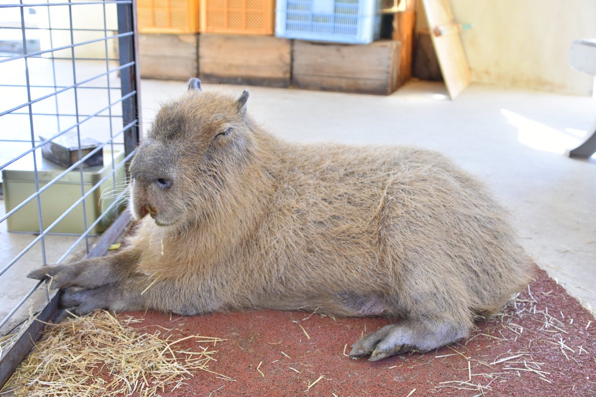 おじいちゃん顔のどーなつ
R.I.P.
#カピバラ
#阿蘇ファームランドふれあい動物王国