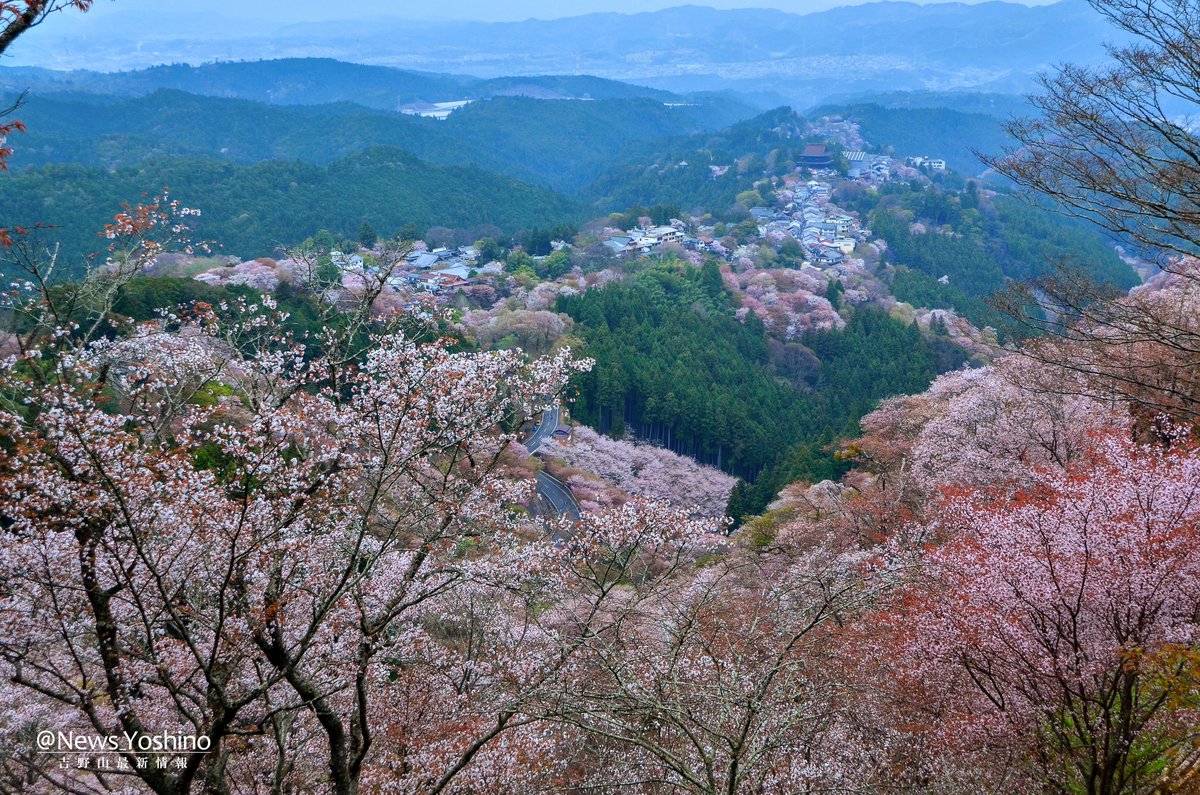 吉野山最新情報 tweet media