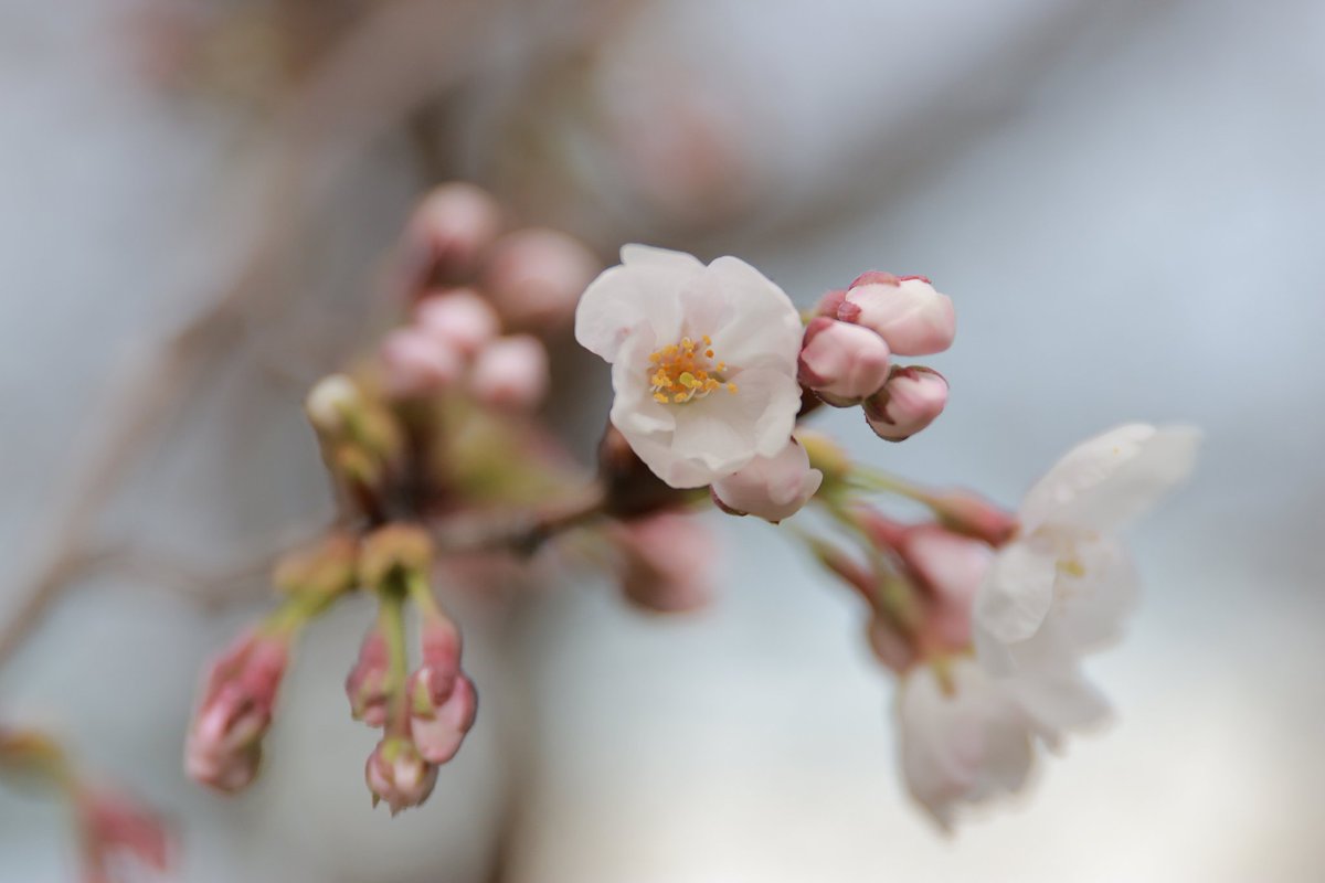 Mbay(えむべい) tweet media