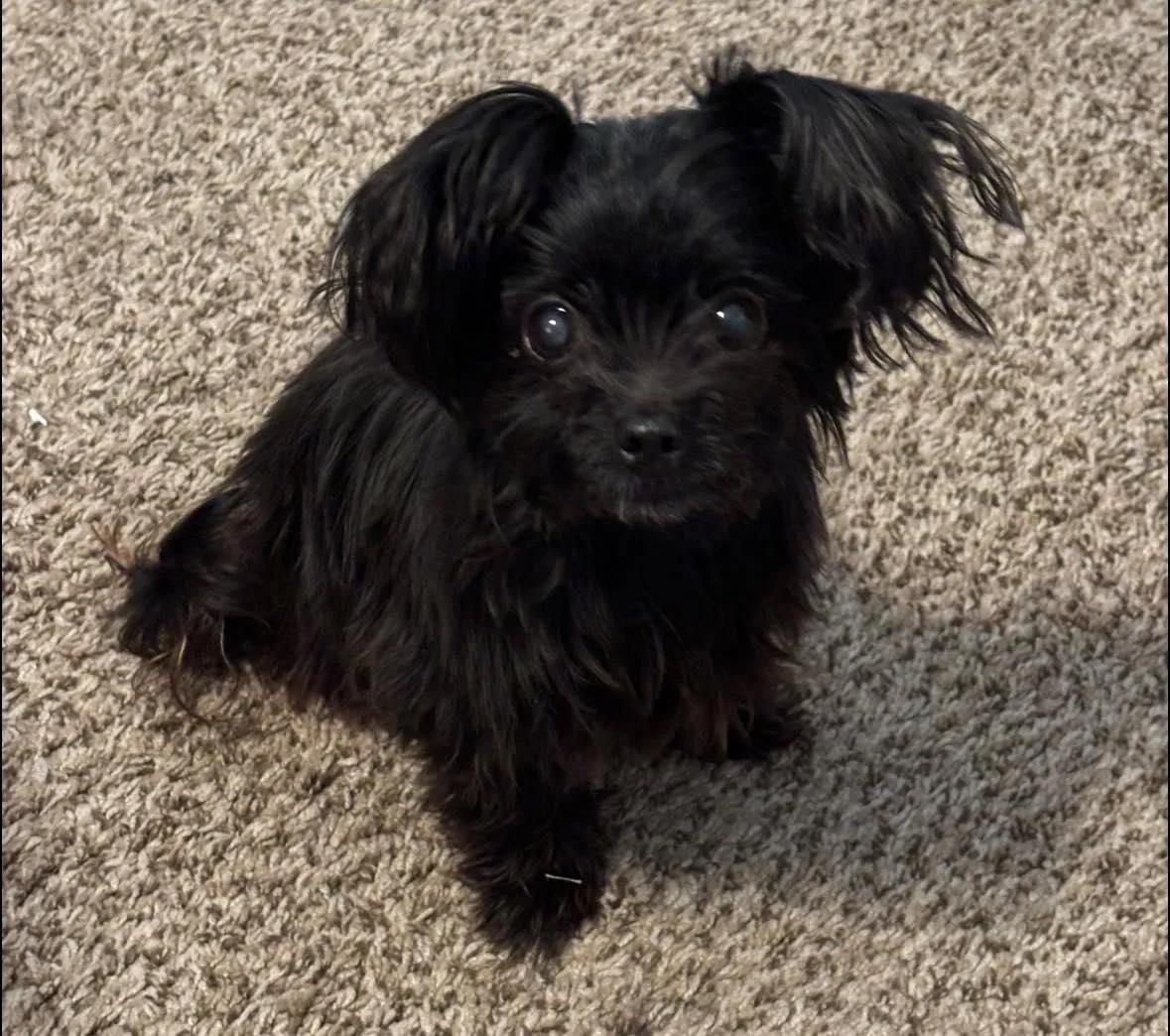saniyafatma1278's tweet photo. Our sweet Sadie passed away yesterday. She was taken by a large dog that attacked her senselessly. Sadie has been with us nearly 12 years and this has broken our hearts greatly. She was one of a kind in every way! https://t.co/8igzOKU0a8
