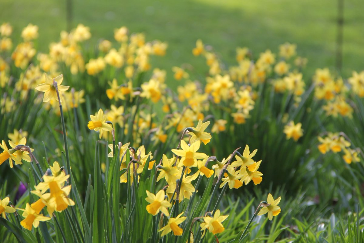 wabbey's tweet image. 'A host, of golden daffodils;
Beside the lake, beneath the trees,
Fluttering and dancing in the breeze.'

- From I Wandered Lonely as a Cloud by William Wordsworth, with pictures taken in College Garden here at Westminster Abbey.

Wordsworth was born #onthisday in 1770. He is one