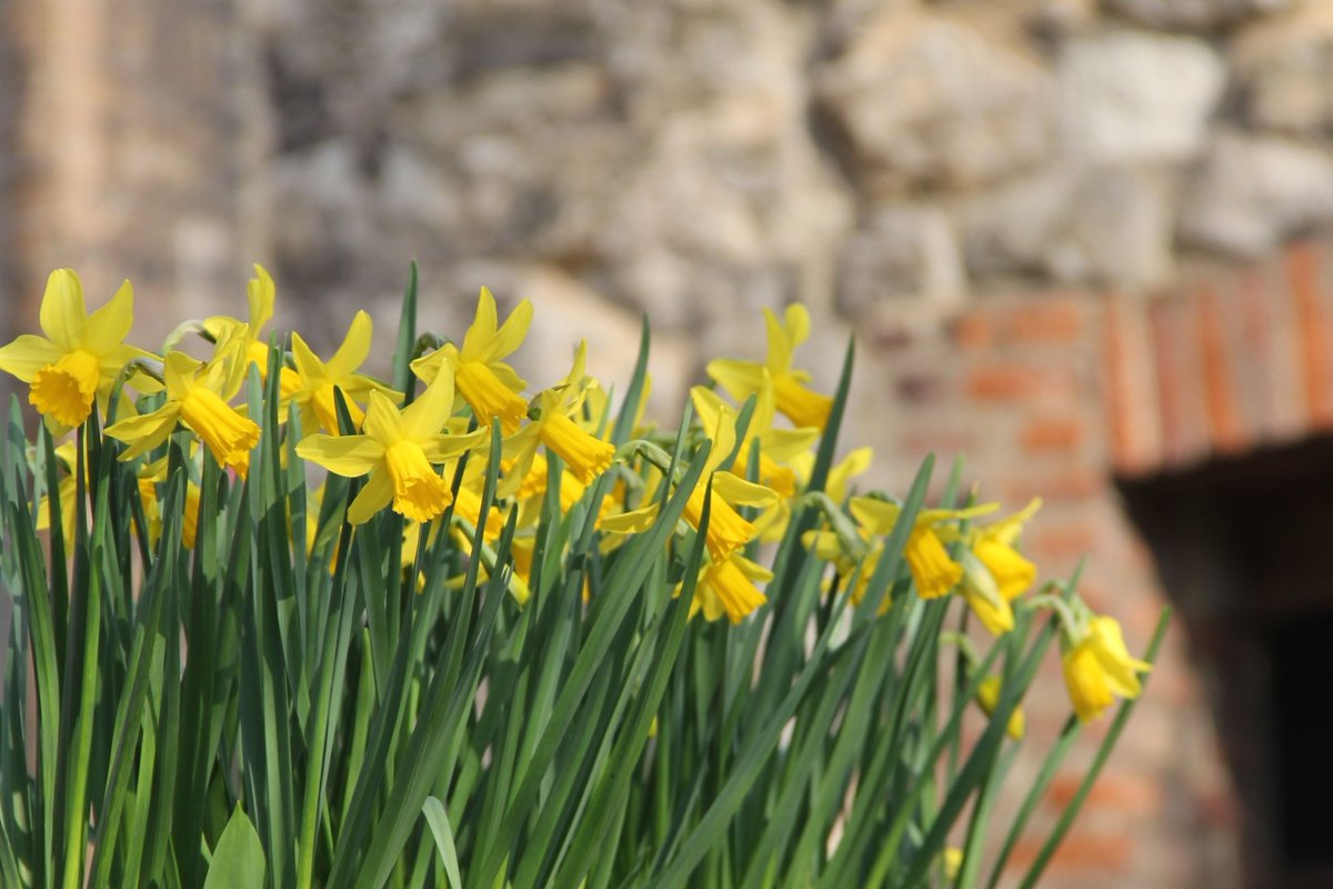 wabbey's tweet image. 'A host, of golden daffodils;
Beside the lake, beneath the trees,
Fluttering and dancing in the breeze.'

- From I Wandered Lonely as a Cloud by William Wordsworth, with pictures taken in College Garden here at Westminster Abbey.

Wordsworth was born #onthisday in 1770. He is one