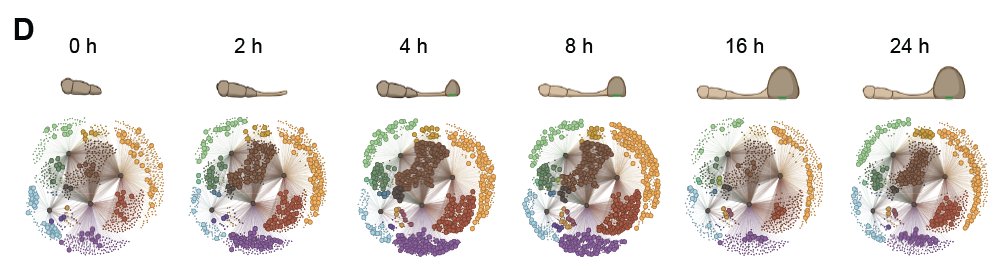 iris_eisermann's tweet photo. Septins don’t just form structures - they reorganise over time.

Their interaction networks are dynamically rewired across infection stages, linking septins to diverse cellular processes not previously connected to septin function. https://t.co/qVaAcHKtw0
