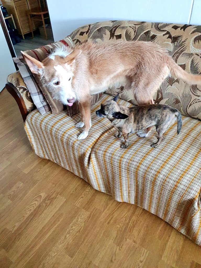 gonpiro🍉 tweet media