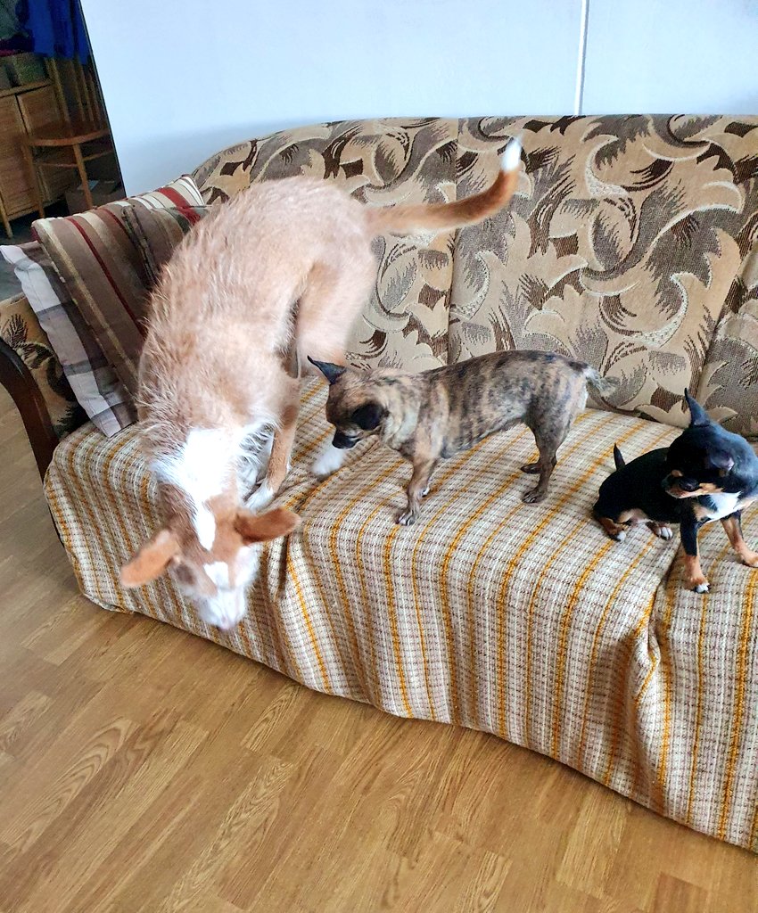 gonpiro🍉 tweet media