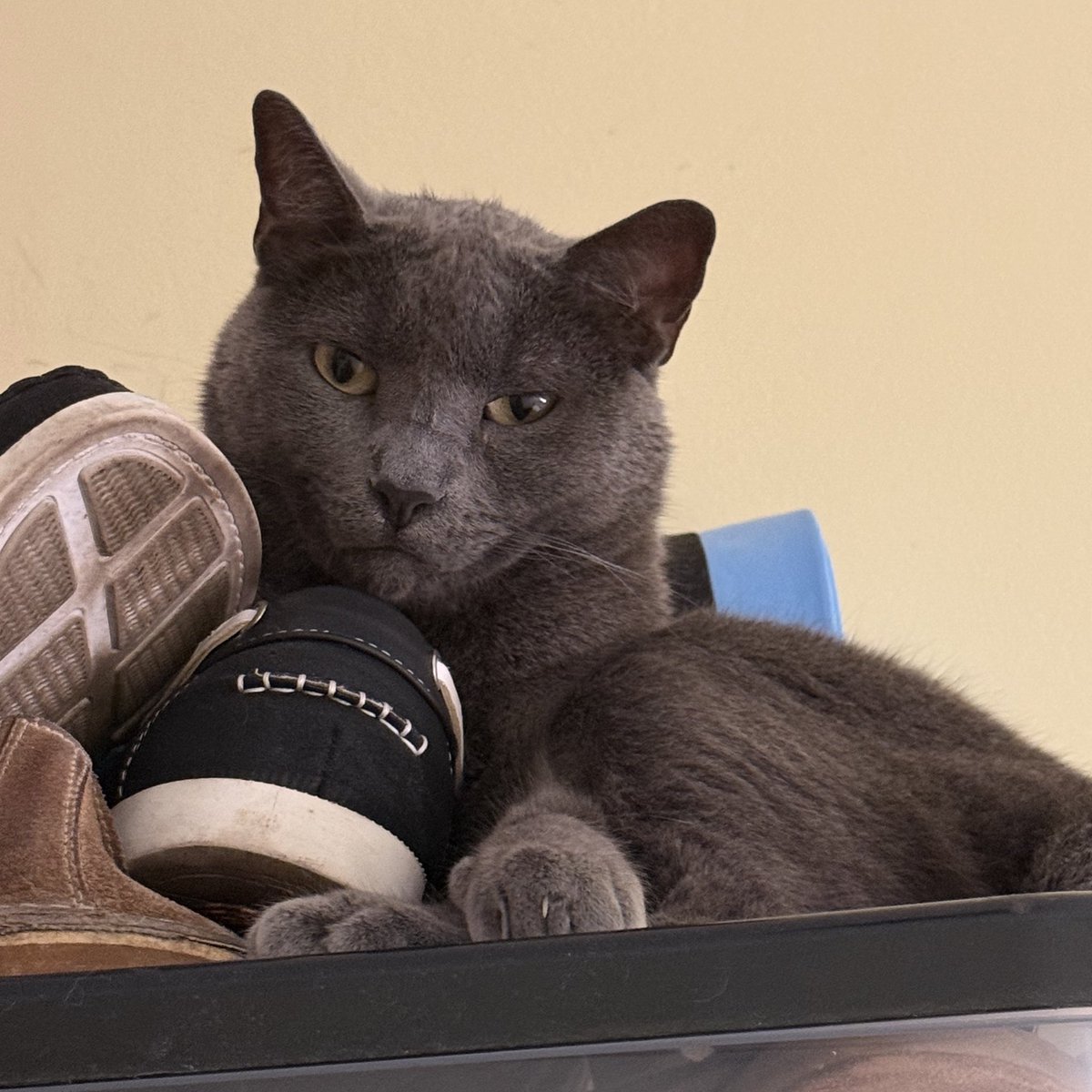 lian🍓 tweet media