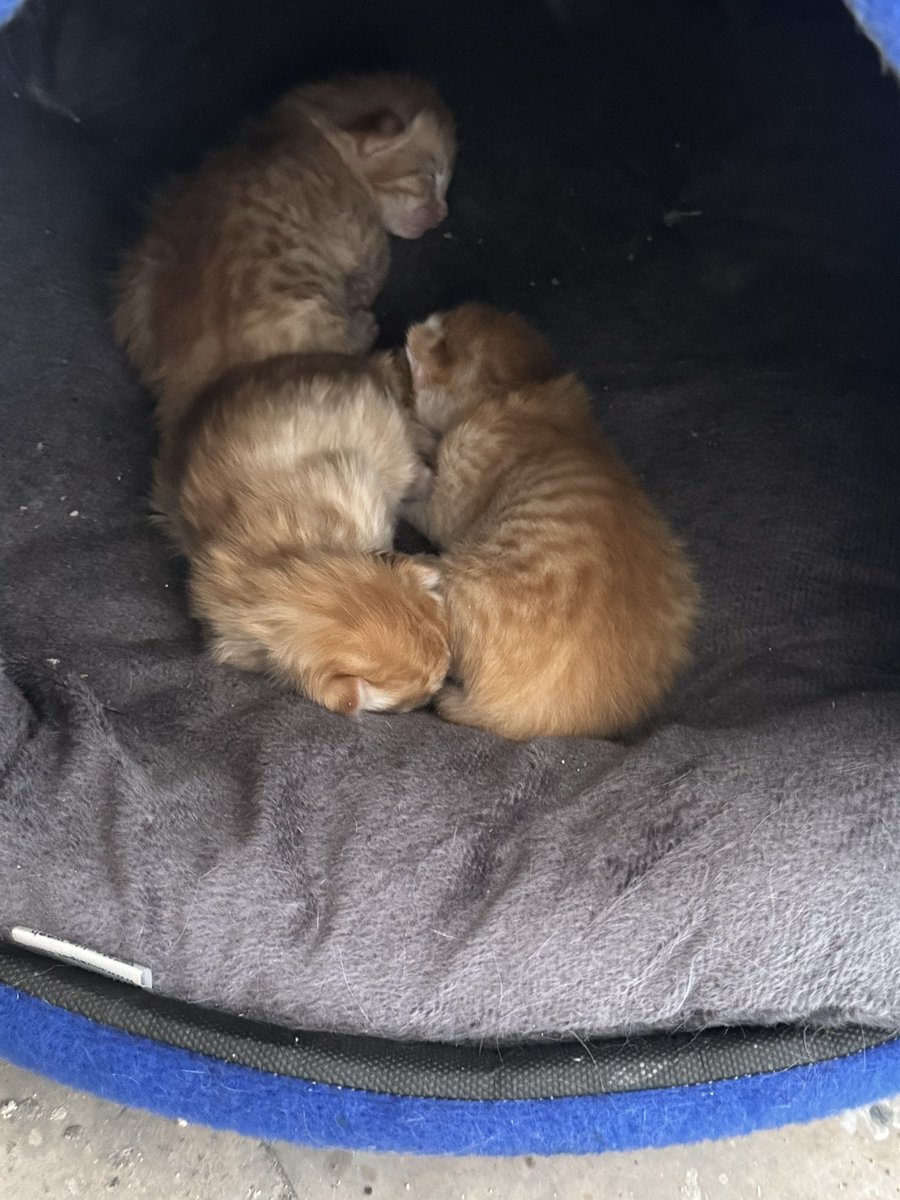 نگار tweet media