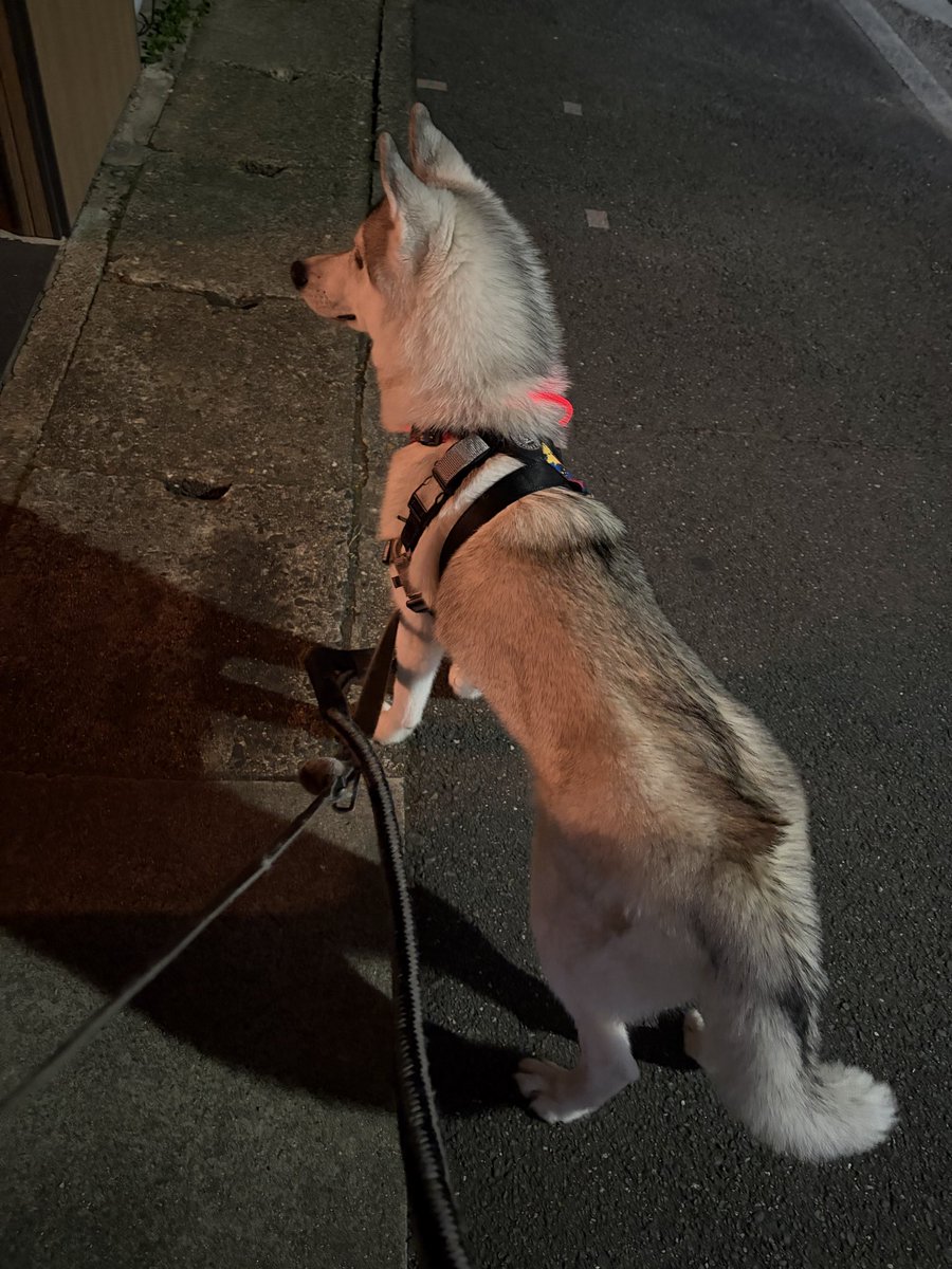 まっしろる tweet media