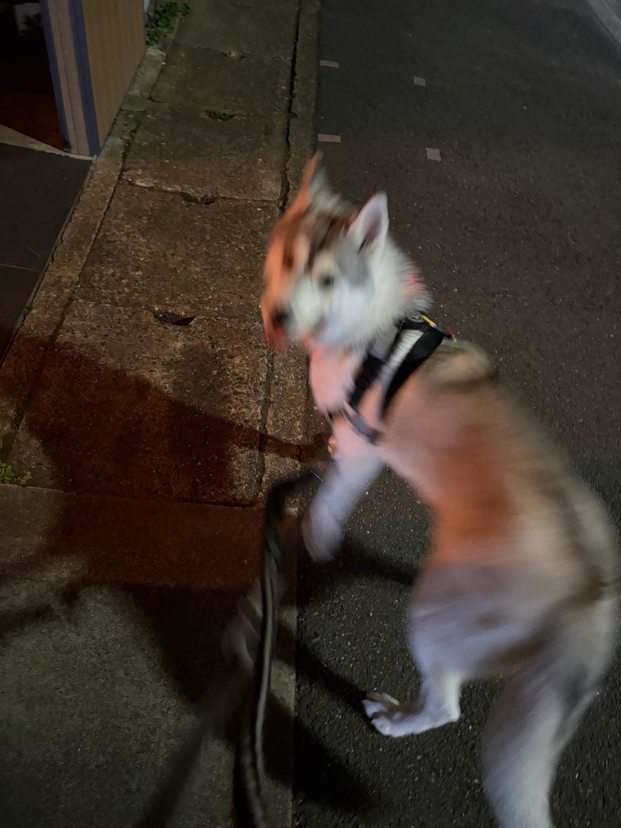 まっしろる tweet media